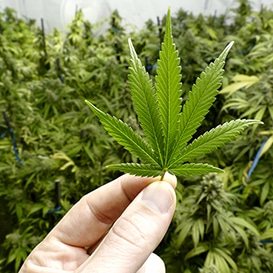 marijuana leaf