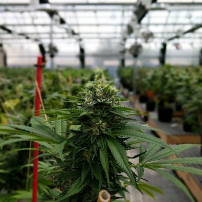 cannabis flowering