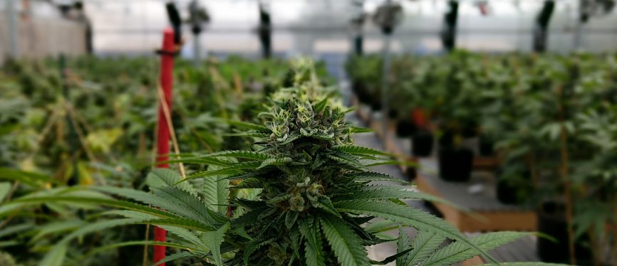 cannabis flowering
