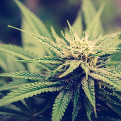 cannabis bud