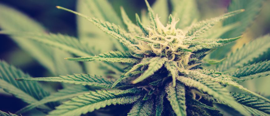 cannabis bud