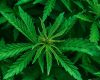 Where Can You Buy CBD Oil in Australia: The Ultimate Guide to CBD Oil