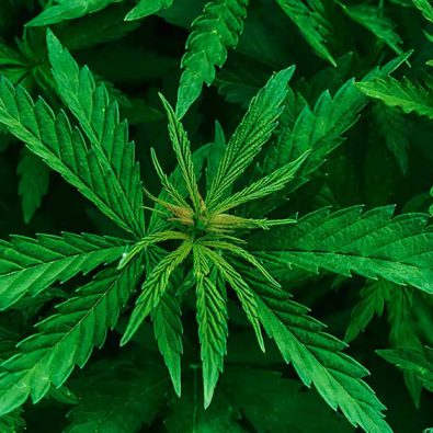 cannabis plant