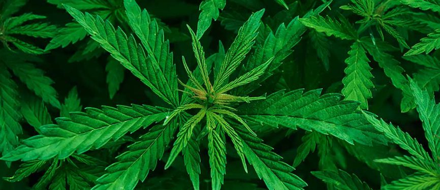 cannabis plant